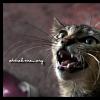 kucing