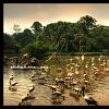 zoo negara 03