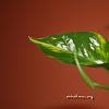 daun 01
