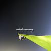 daun 02