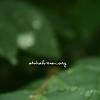 daun 04