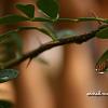 daun 05