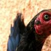 ayam 01