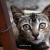 kucing 02