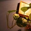 daun 06