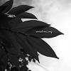 daun 07