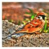 pipit