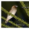 pipit pinang