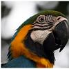 Burung Kakak Tua @ Zoo Melaka, Malaysia